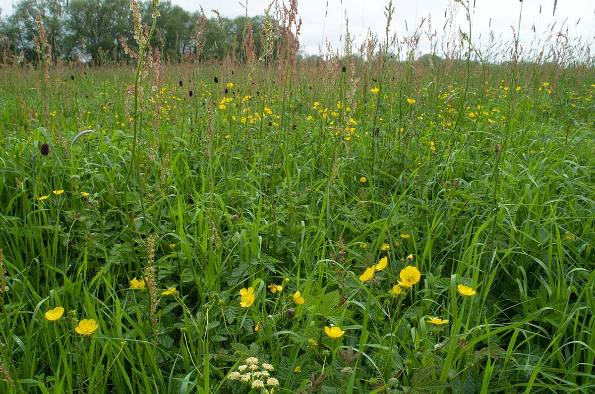 Image of Crested dog’s tail-marsh marigold grassland