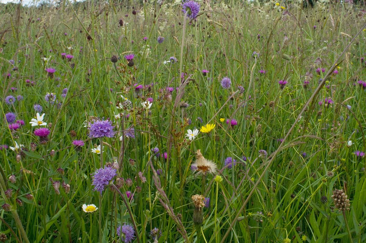 Crested dog's tail - common knapweed grassland (MG5; Cynosurus cristatus - Centaurea nigra)