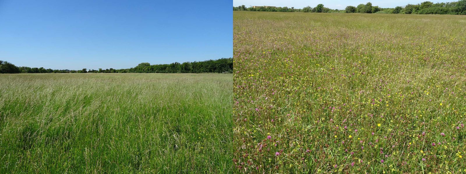 Photo of Dawson City Clay Pits (Left), 2015. Right, same field in 2022.