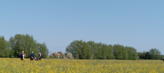 Meadow survey by Jane Thatcher