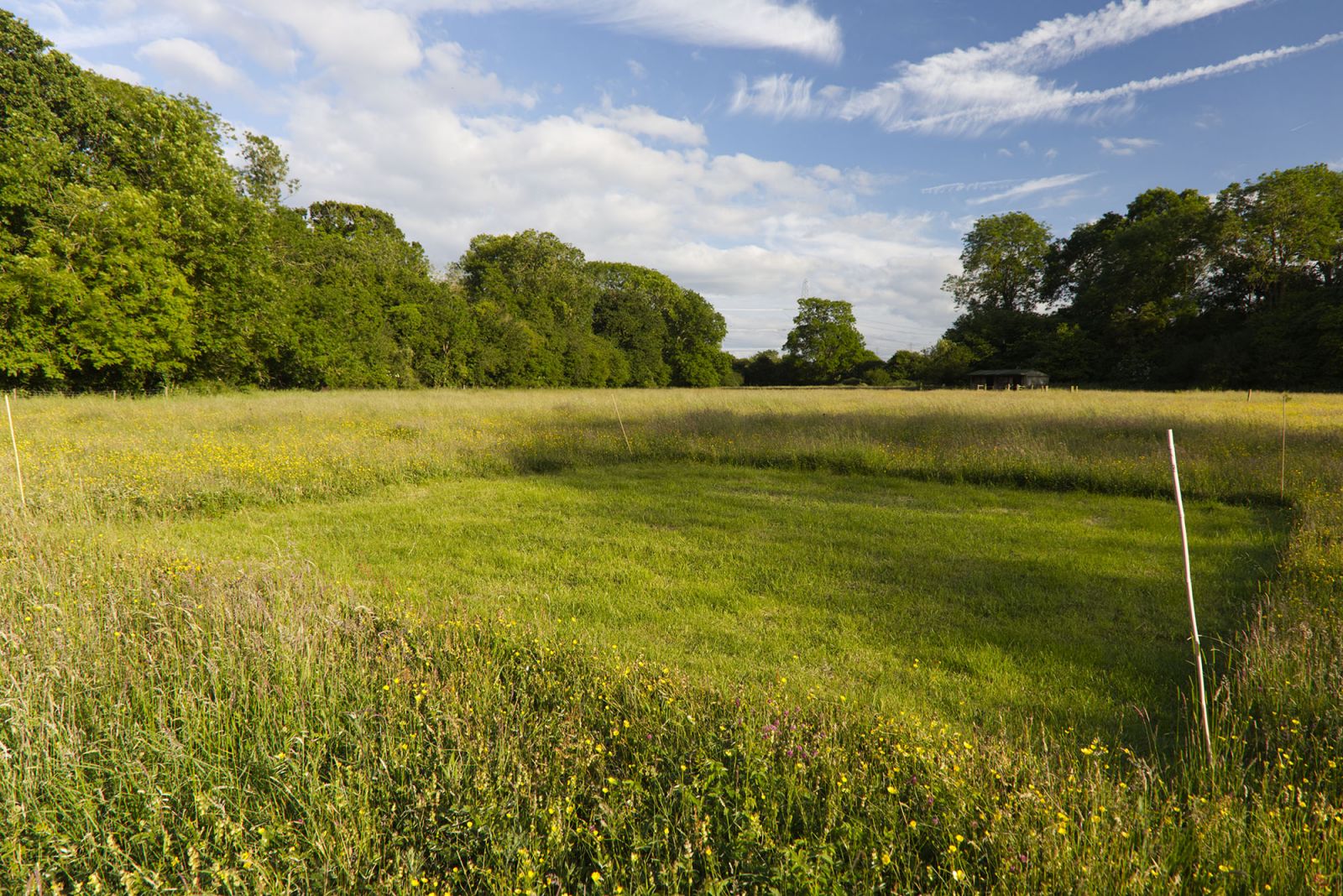 Photo: Mike Dodd. An experimental 'cut' plot at Fancott Meadow