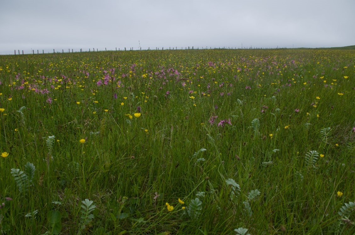 Photo of Creeping bent - Glaucous sedge (Agrostis stolonifera - Carex flacca) grassland