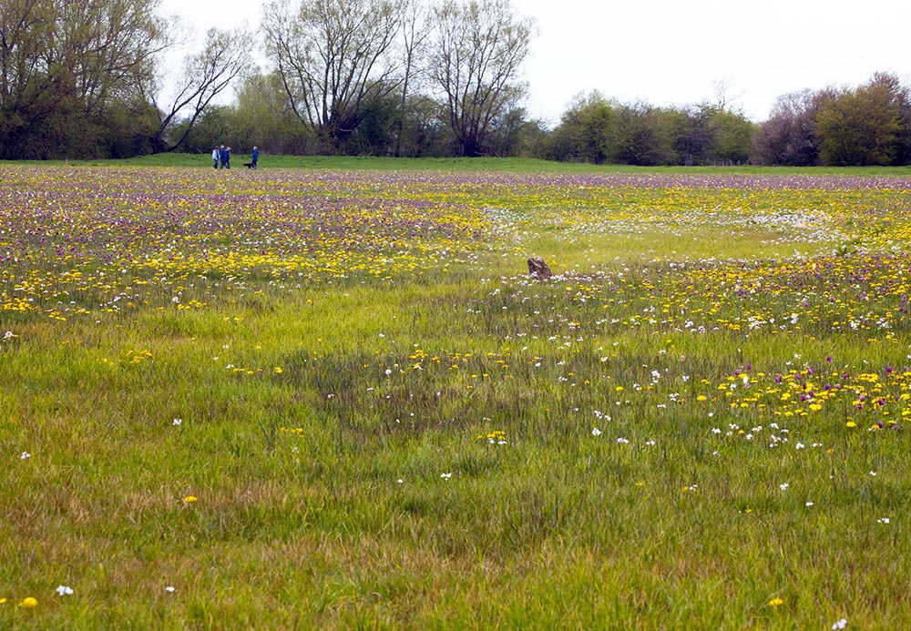 Image of plant communities in a meadow at Cricklade