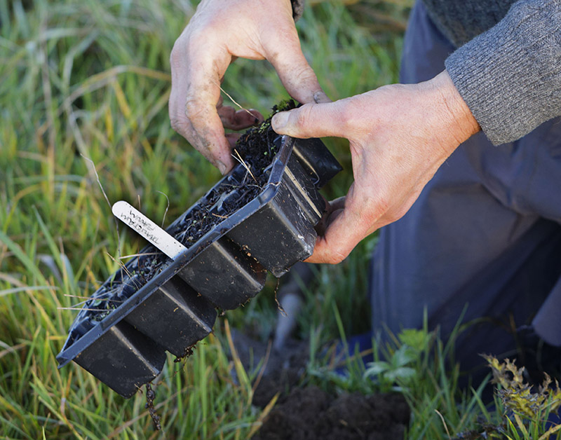 Image of a small plants being added in a field