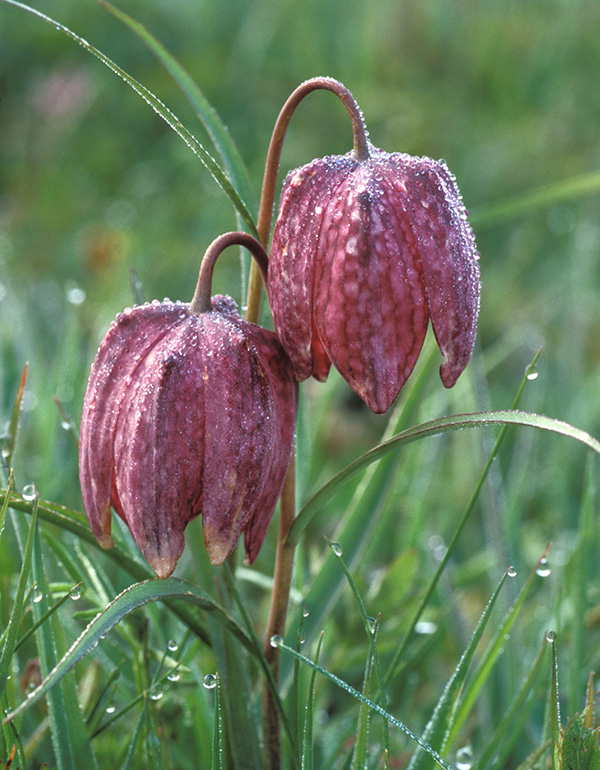 Snake's head fritillary flowers