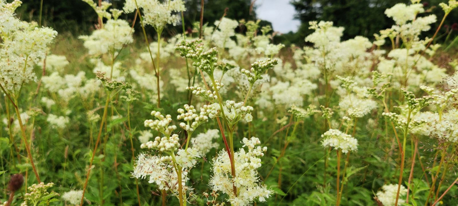 Photo of meadowseet by Vicky Bowskill